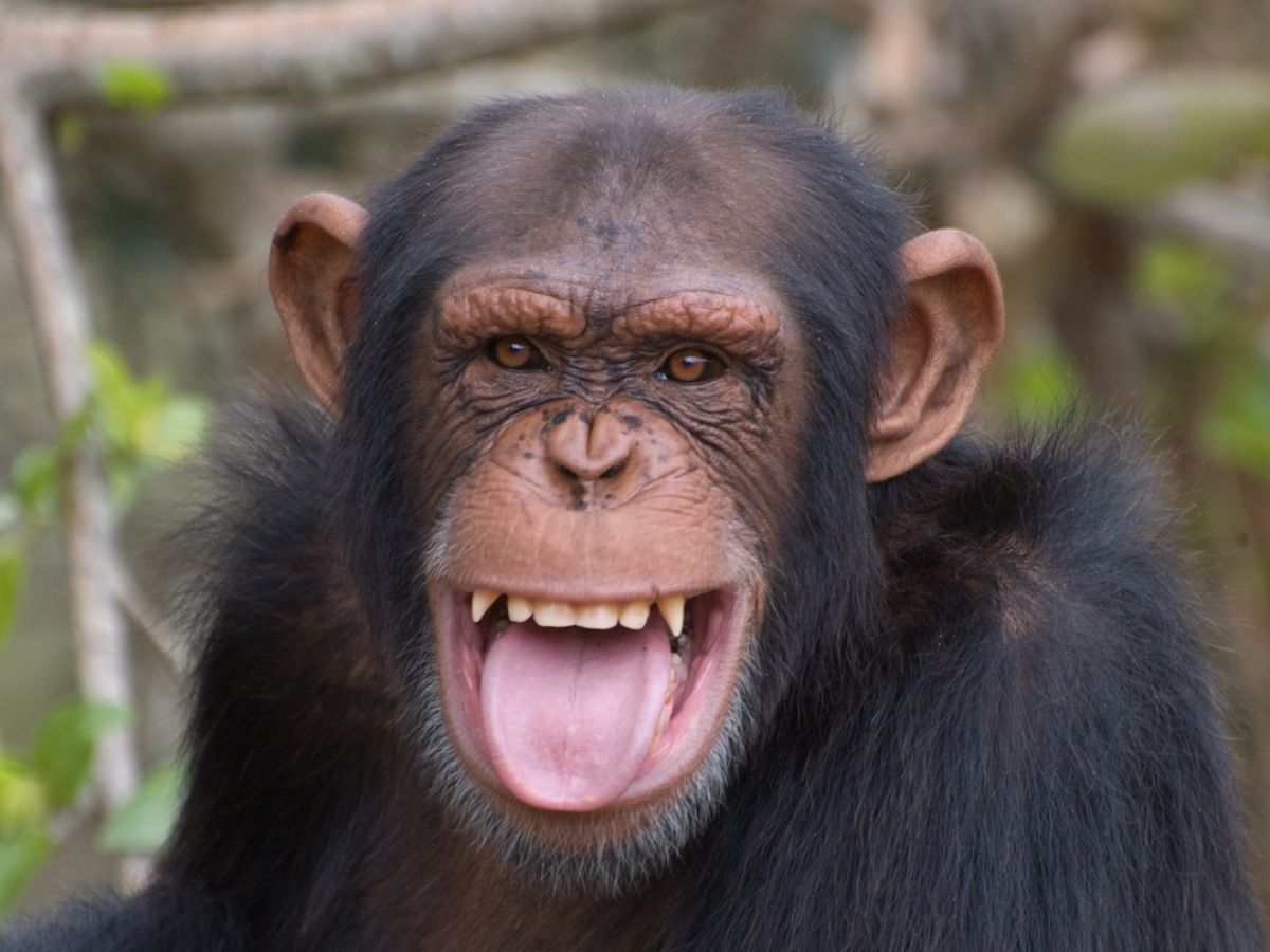 chimpanzee