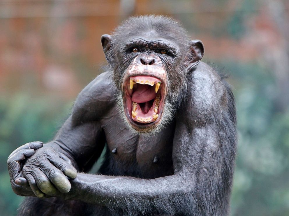 chimpanzee