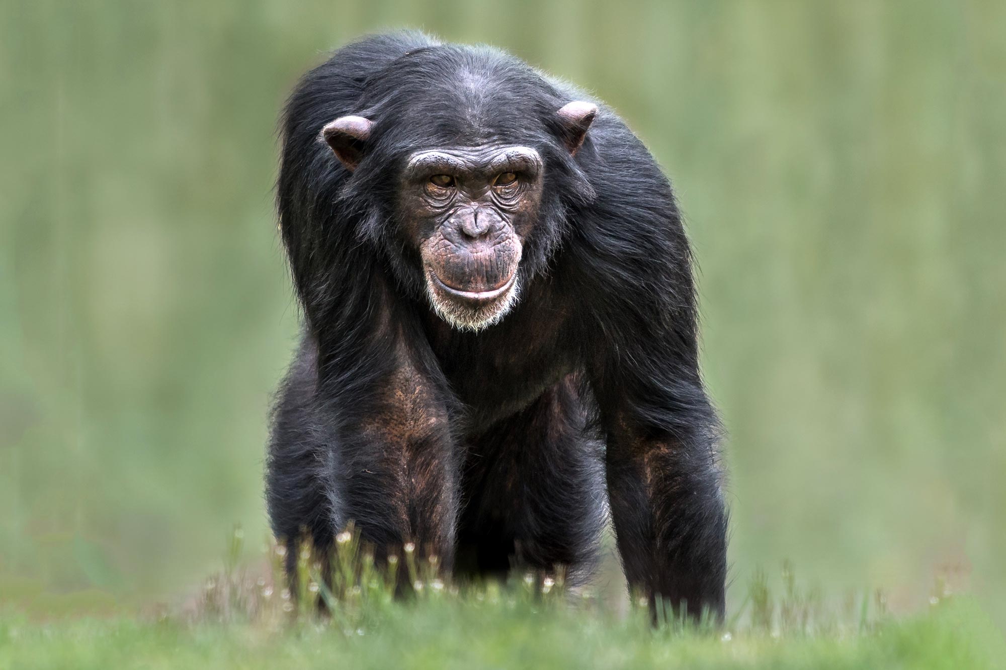 chimpanzee