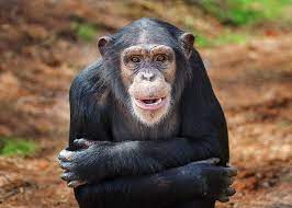 chimpanzee