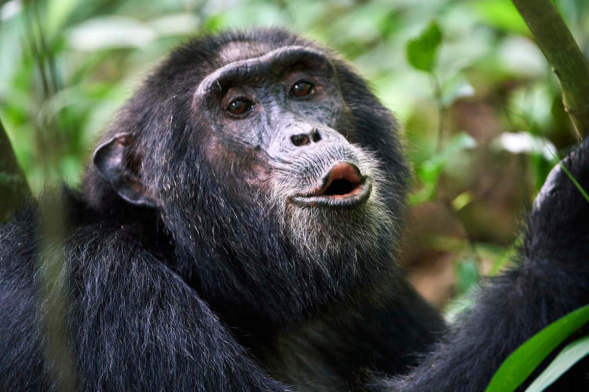 chimpanzee
